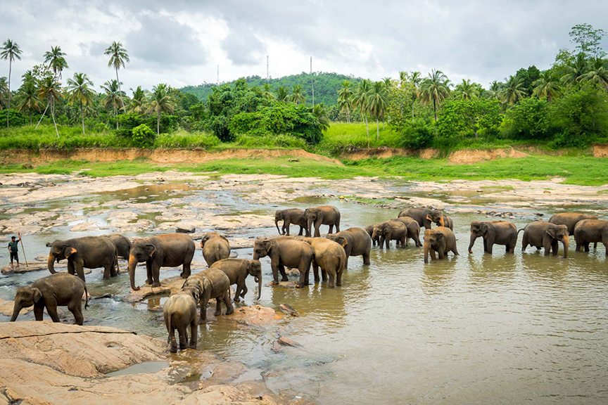 Kandy Cultural Day Tour via Pinnawala