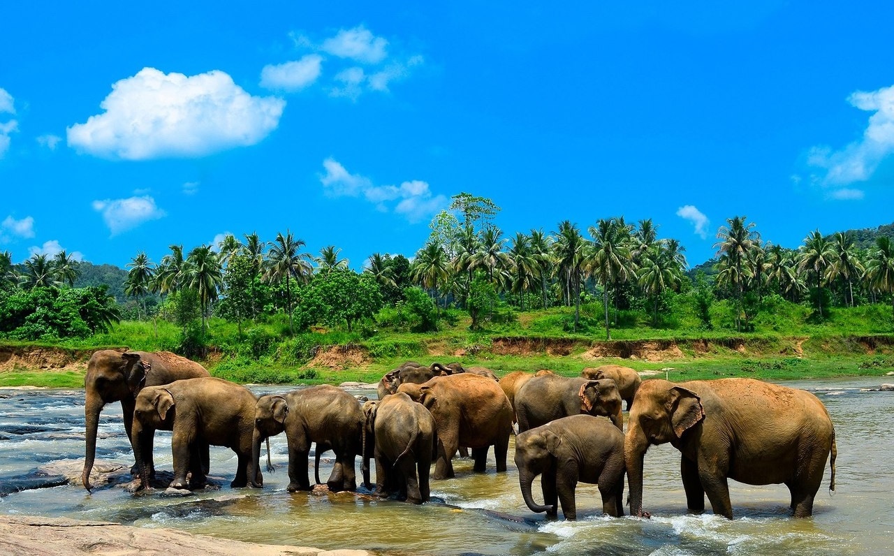 Kandy Cultural Day Tour via Pinnawala